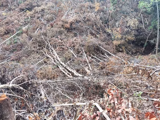  Rừng ở tiểu khu 272, xã Ia Bă, huyện Ia Grai, tỉnh Gia Lai bị tàn phá. Ảnh: HỮU PHÚC