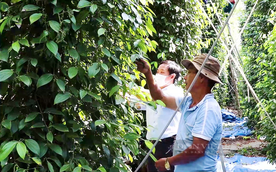 Nông dân huyện Châu Đức, tỉnh Bà Rịa - Vũng Tàu thu hoạch tiêu. Ảnh: Trần Đáng Nông dân huyện Châu Đức, tỉnh Bà Rịa - Vũng Tàu thu hoạch tiêu. Ảnh: Trần Đáng