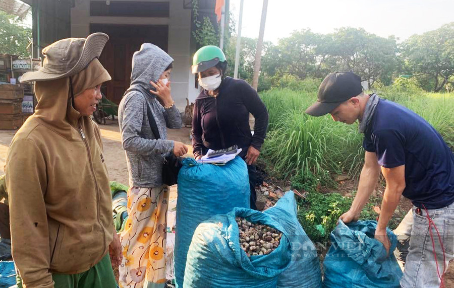 So với năm trước, giá hạt điều năm nay cũng rớt thê thảm. Ảnh: Duy Hậu