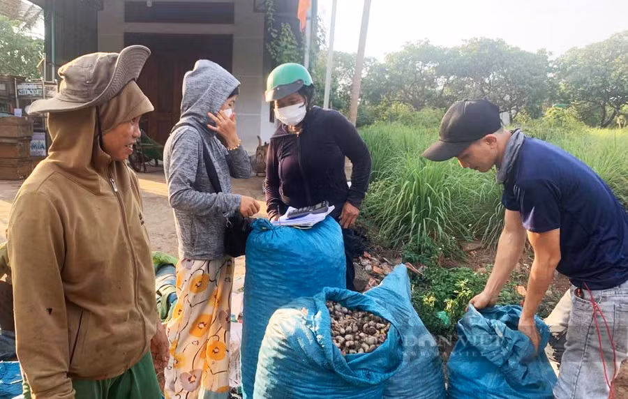 So với năm trước, giá hạt điều năm nay cũng rớt thê thảm. Ảnh: Duy Hậu