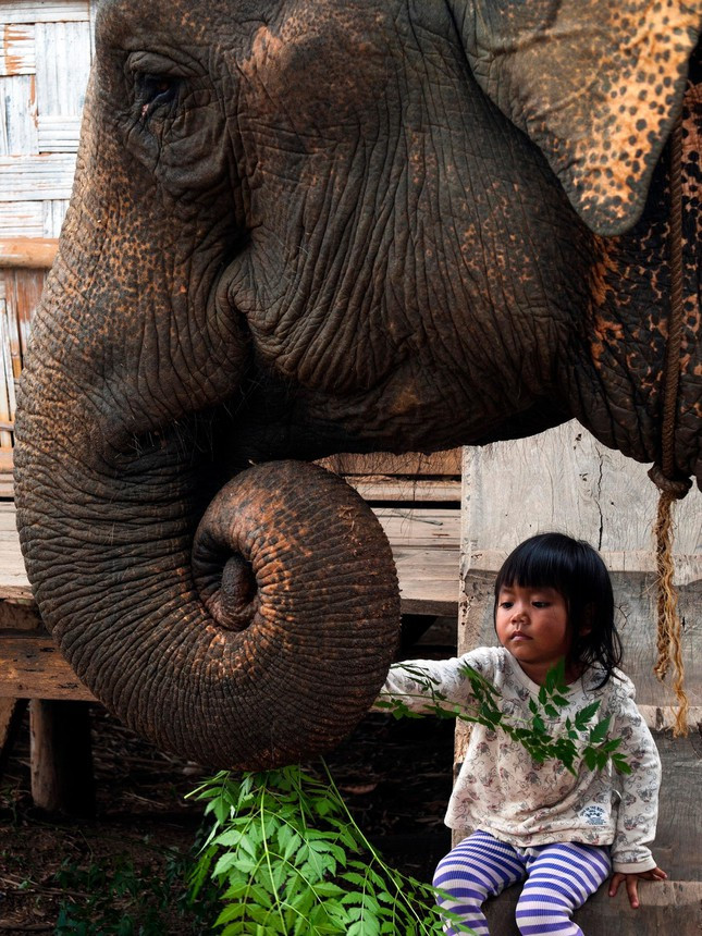 Ðàn voi nhà cần được bảo vệ để con cháu đời sau còn biết đến voi. Ảnh: Duy Thương