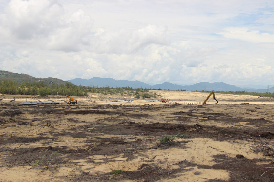 Rừng dương bị phát dọn để triển khai dự án điện mặt trời tại H.Phù Mỹ. Ảnh: BẢO THOA