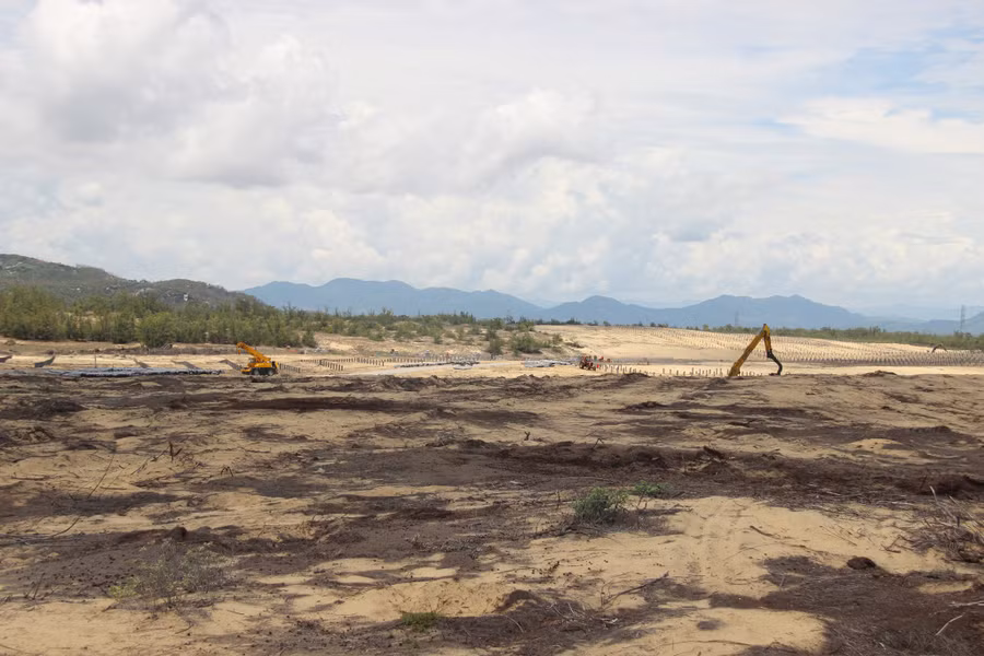 Rừng dương bị phát dọn để triển khai dự án điện mặt trời tại H.Phù Mỹ. Ảnh: BẢO THOA