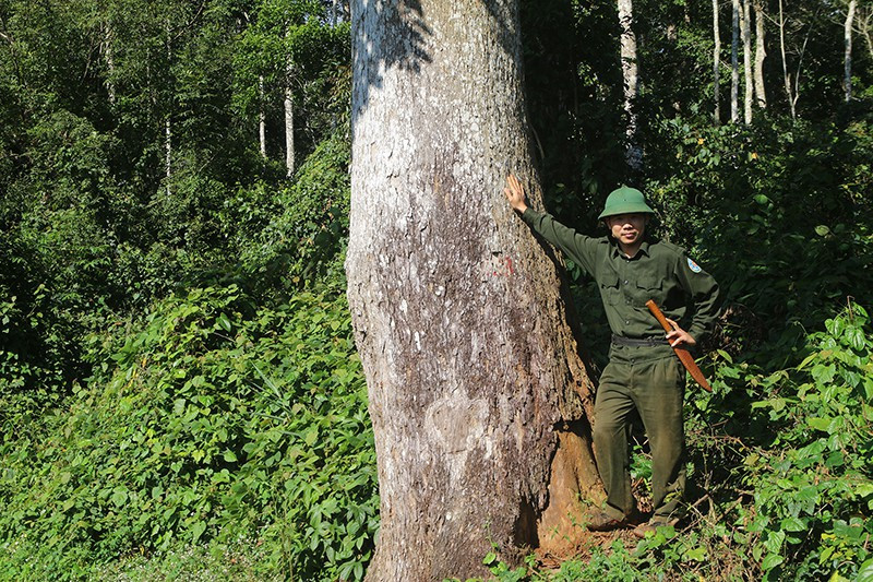Nhân viên giữ rừng