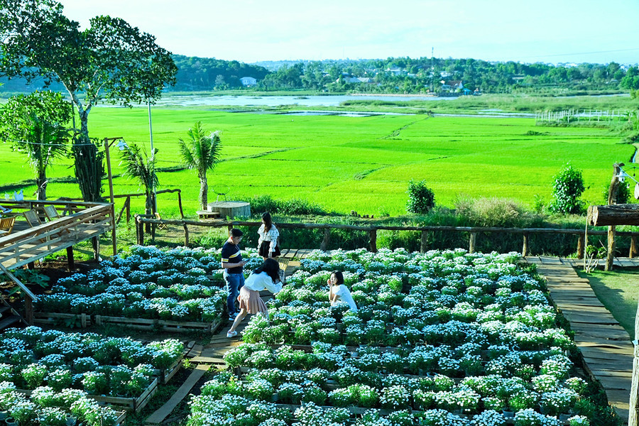 Khoảng không gian xanh mát tại Thông Farrm&Bistro-Ảnh Hoàng Ngọc