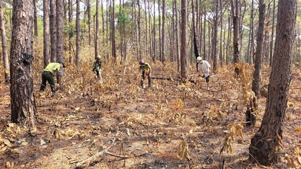 Lực lượng chức năng cùng nhóm hộ nhận khoán, bảo vệ rừng phòng hộ ở huyện Mang Yang, Gia Lai tổ chức phát, dọn thực bì. Ảnh: Hoài Nam/TTXVN