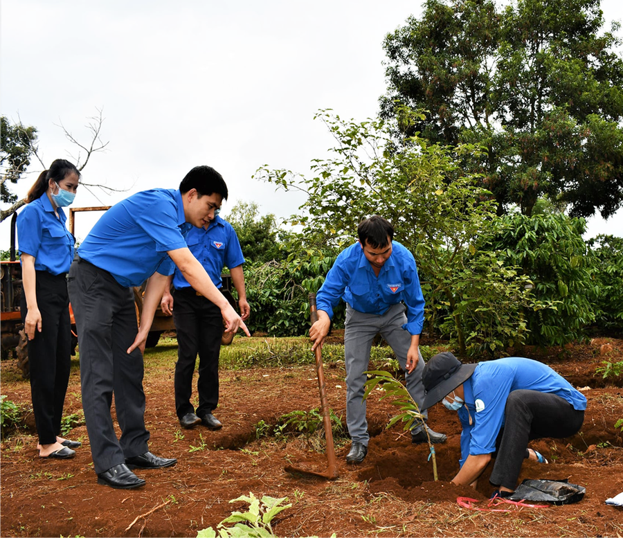  Cán bộ Đoàn Thanh niên Công ty TNHH một thành viên Cao su Mang Yang hướng dẫn đoàn viên kỹ thuật chăm sóc cây trồng. Ảnh: Phan Lài
