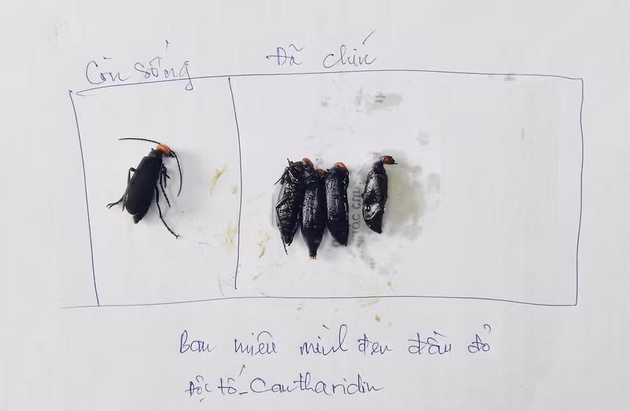  Số sâu Ban miêu đầu đỏ mình đen mà ông Rể bắt ăn còn sót lại. Ảnh: Như Nguyện