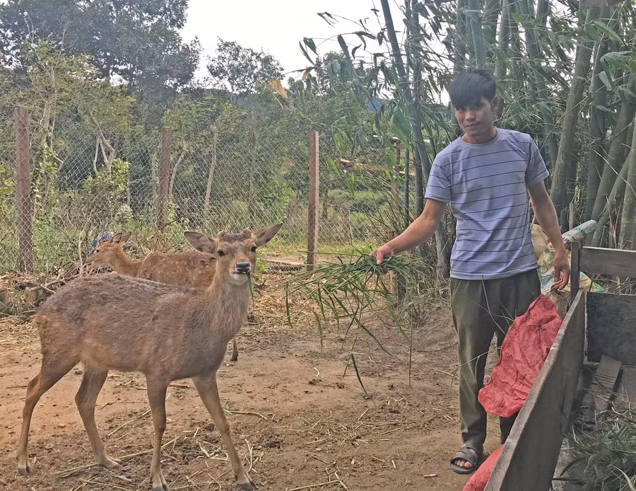 Người dân xã Đak Jơ Ta chăm sóc đàn hươu sao. Ảnh: Nguyễn Hồng