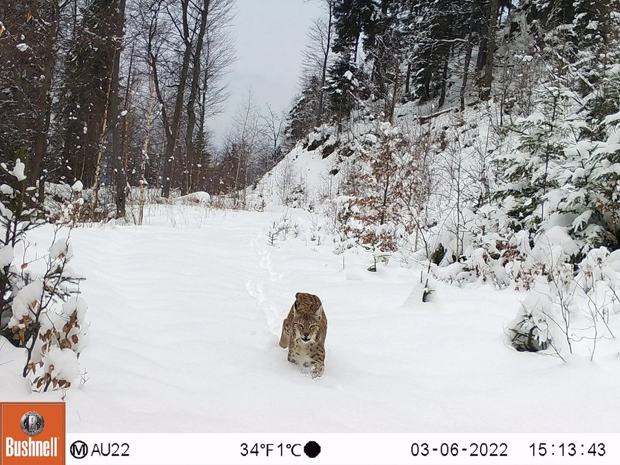 Một con linh miêu Á-Âu được bẫy camera ghi lại khi đang di chuyển trong tuyết ở vùng núi Carpathian (Romania). (Ảnh: Đại học Nottingham Trent) Một con linh miêu Á-Âu được bẫy camera ghi lại khi đang di chuyển trong tuyết ở vùng núi Carpathian (Romania). (Ảnh: Đại học Nottingham Trent)