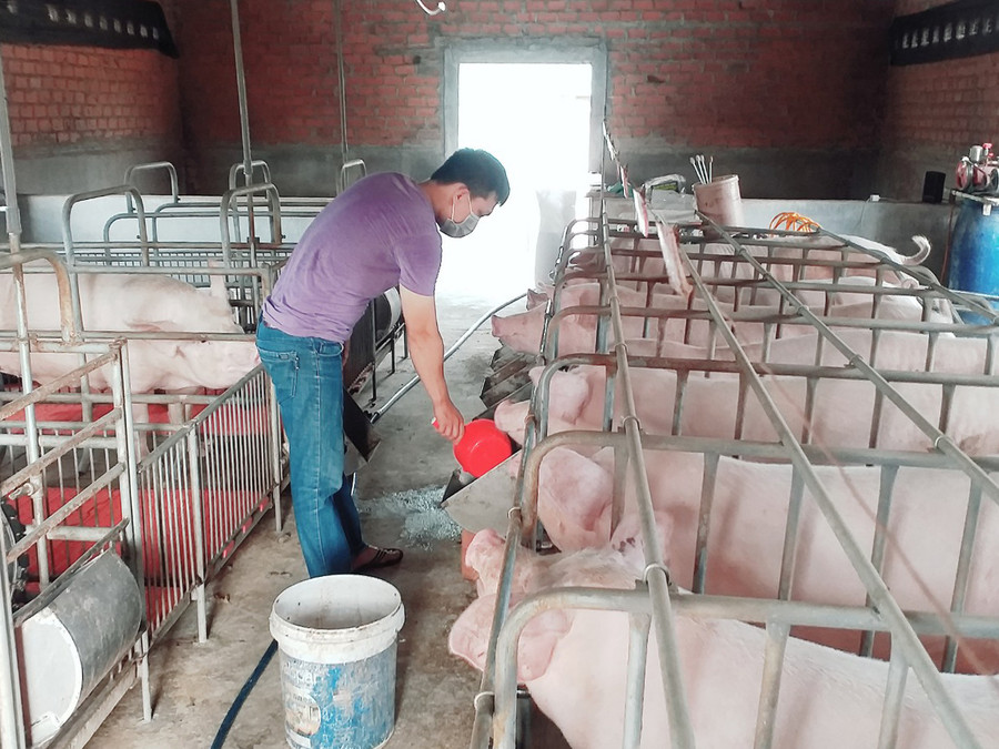  Anh Nguyễn Văn Xuân (buôn Plei Glung Mơ Lan, xã Ia Ake) đầu tư chuồng trại chăn nuôi heo theo hướng công nghệ cao. Ảnh: Vũ Chi