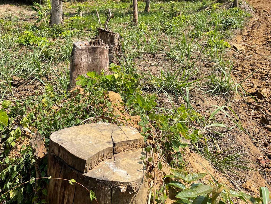 Nhiều gốc căm xe ở rừng phòng hộ căm xe thuộc xã Ninh Tây (TX.Ninh Hòa, Khánh Hòa) bị đốn hạ.Ảnh: Hiền Lương Nhiều gốc căm xe ở rừng phòng hộ căm xe thuộc xã Ninh Tây (TX.Ninh Hòa, Khánh Hòa) bị đốn hạ.Ảnh: Hiền Lương