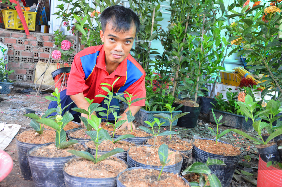 Cây giống bông trang đột biến có giá từ 1 - 1,5 triệu đồng/cây. Ảnh: T.L