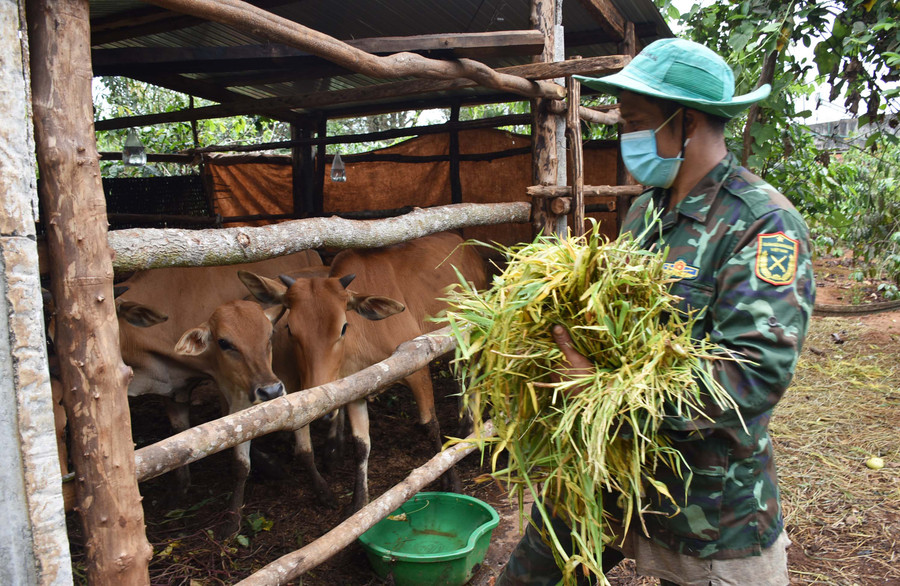  Ông Rơ Châm Quin (làng Krái, thị trấn Phú Hòa) chăm sóc đàn bò của gia đình. Ảnh: Hà Phương