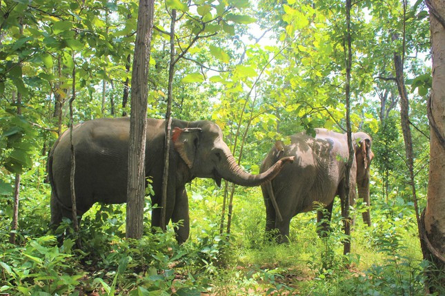Voi nhà được “cứu hộ” đưa về rừng