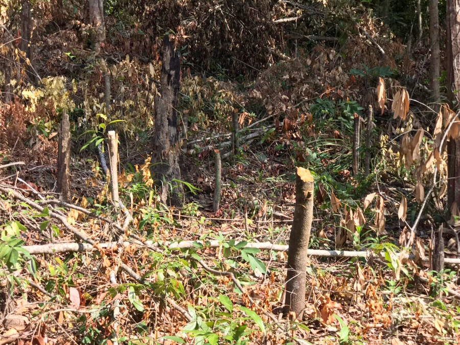 Nhiều cây rừng bị chặt hạ để làm nương rẫy. Ảnh: Lê Nam