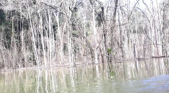 Rừng bị chết do tích nước