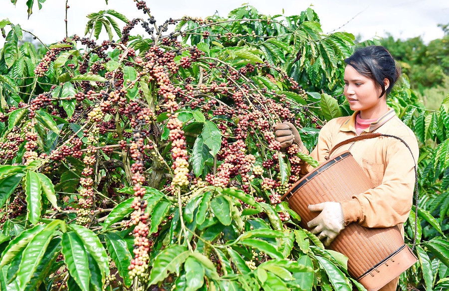Nông dân huyện Ia Grai thu hoạch cà phê. Ảnh: Đức Thụy Nông dân huyện Ia Grai thu hoạch cà phê. Ảnh: Đức Thụy