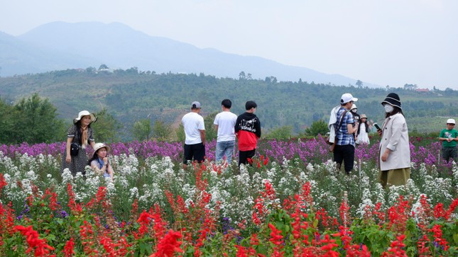 Thời tiết ôn đới, mát mẻ, nhiều loài hoa đẹp khoe sắc trên những sườn đồi tô điểm thêm vẻ đẹp hoang sơ ở Măng Đen. Thời tiết ôn đới, mát mẻ, nhiều loài hoa đẹp khoe sắc trên những sườn đồi tô điểm thêm vẻ đẹp hoang sơ ở Măng Đen.