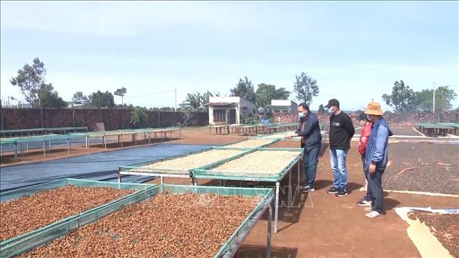 Công ty TNHH Cà phê Tropico Tây Nguyên liên kết với nông dân Gia Lai sản xuất cà phê chất lượng cao. Công ty TNHH Cà phê Tropico Tây Nguyên liên kết với nông dân Gia Lai sản xuất cà phê chất lượng cao.