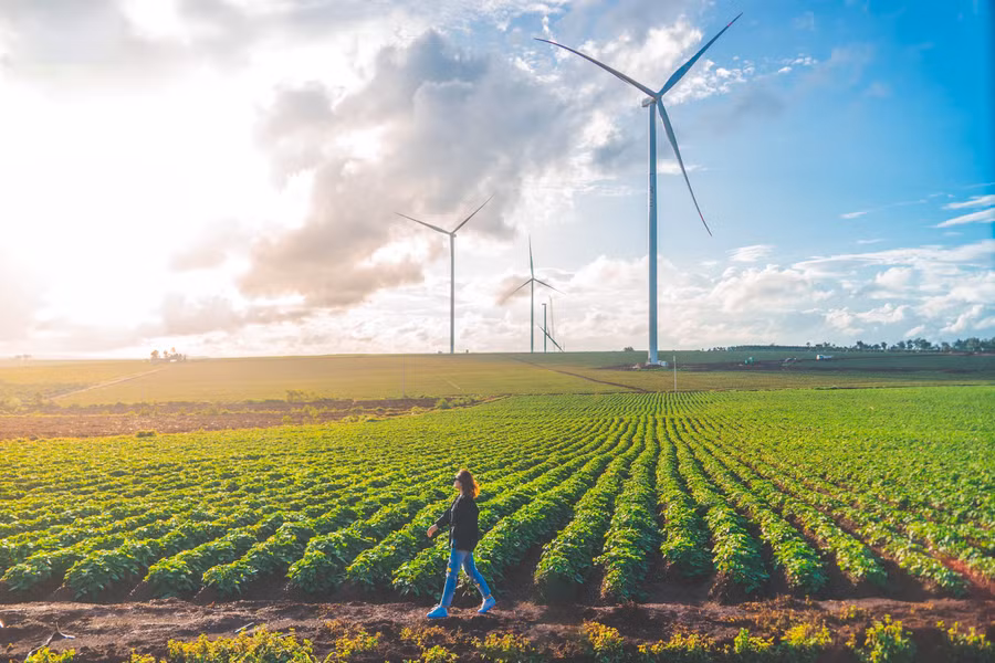 Vẻ đẹp hùng vĩ của những cánh đồng điện gió thu hút du khách tham quan. Ảnh Phạm Quý