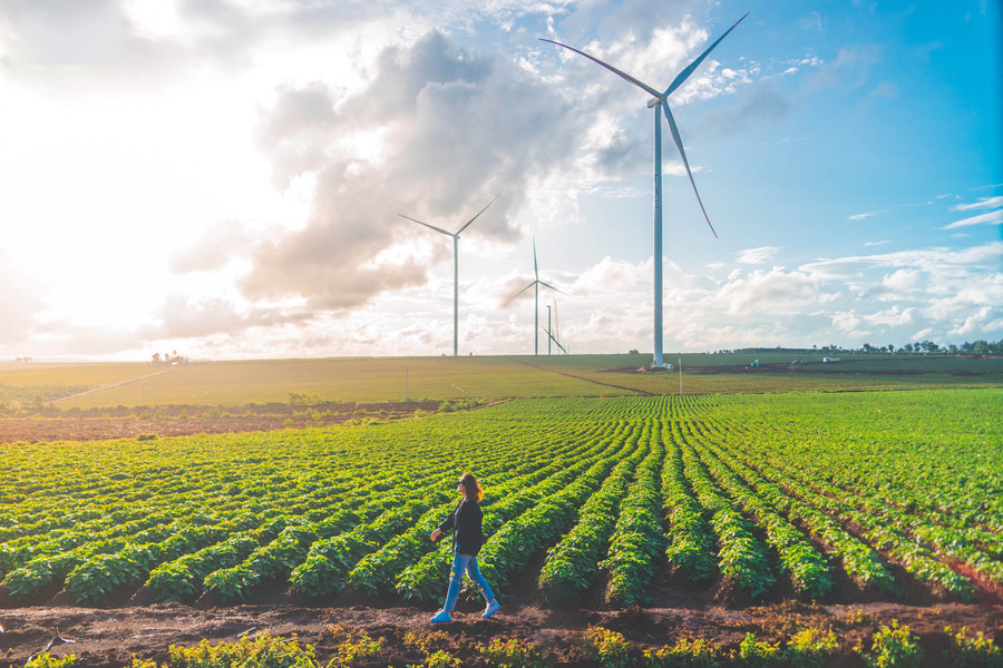 Vẻ đẹp hùng vĩ của những cánh đồng điện gió thu hút du khách tham quan. Ảnh Phạm Quý Vẻ đẹp hùng vĩ của những cánh đồng điện gió thu hút du khách tham quan. Ảnh Phạm Quý