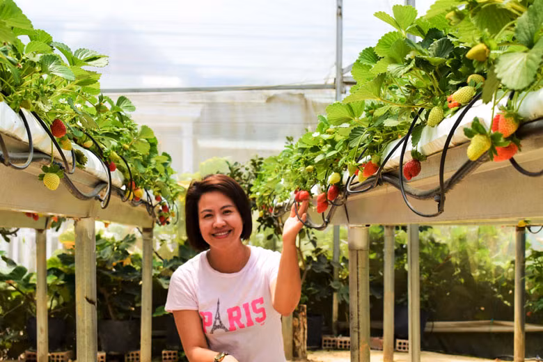  Dâu tây Pháp được Công ty TNHH Biofresh hoàn chỉnh quy trình canh tác phù hợp dưới tán rừng thông xanh Đà Lạt