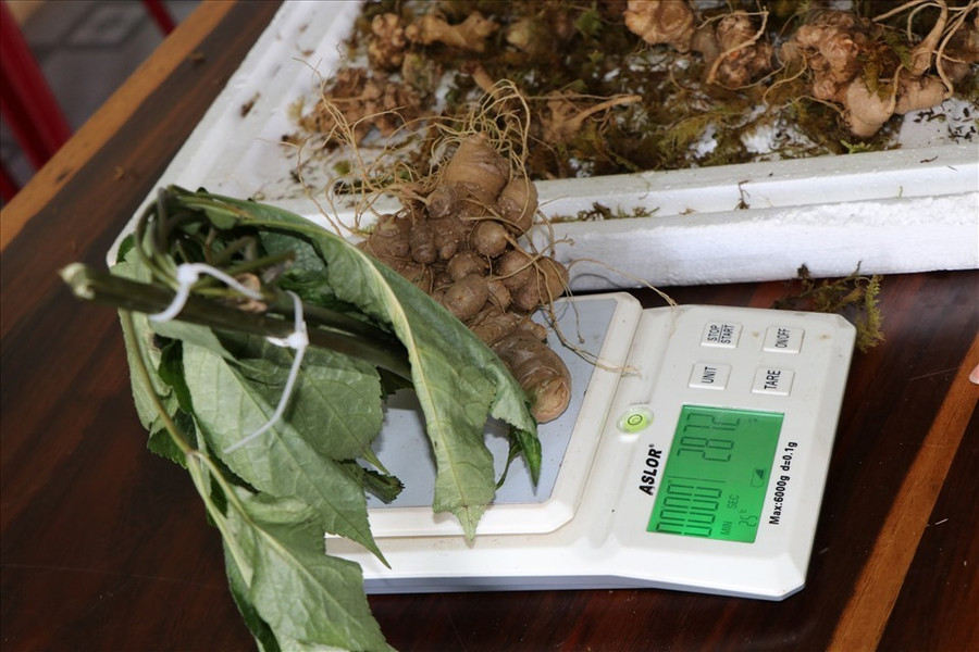 Củ tam thất giả sâm Ngọc Linh. Ảnh: T.T