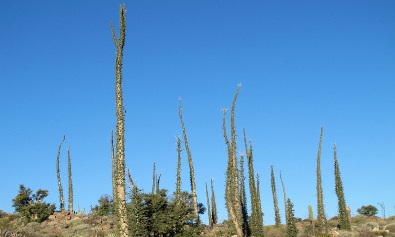 Cây cảnh boojum mọc ở California, Mỹ gây chú ý có hình dáng giống cái dĩa. Theo các chuyên gia, loài cây này có có thể mọc cao tới 15m. Để đạt chiều cao này, chúng phải tồn tại hơn 500 năm.