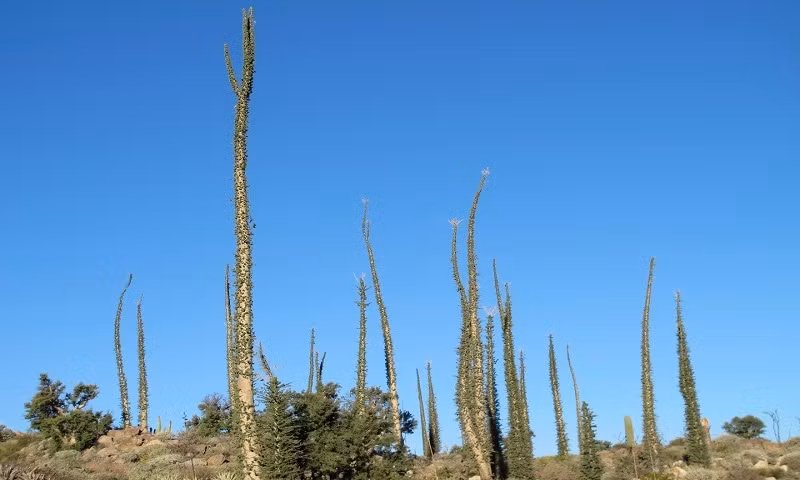 Cây cảnh boojum mọc ở California, Mỹ gây chú ý có hình dáng giống cái dĩa. Theo các chuyên gia, loài cây này có có thể mọc cao tới 15m. Để đạt chiều cao này, chúng phải tồn tại hơn 500 năm.
