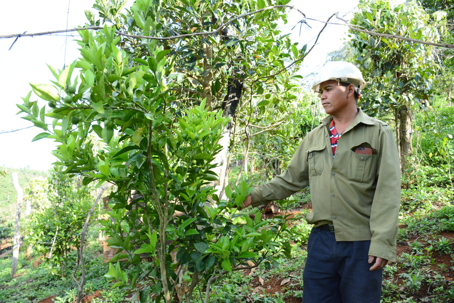 Anh Đinh Văn Hlua-làng Kon Lanh Te được xem là tỷ phú nông dân khi thu nhập mỗi năm hàng trăm triệu đồng. Ảnh: Minh Nguyễn