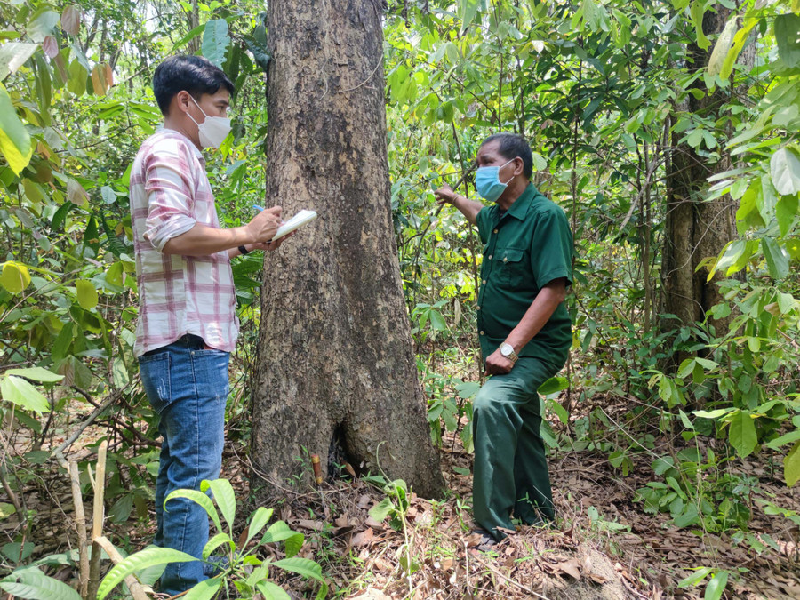 Ông Rơ Mah Le (bìa phải) kể chuyện phát hiện, bảo vệ rừng giáng hương hiếm hoi ở tỉnh. Ảnh: Thiên Di