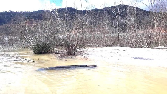 Khu vục rừng bị chết