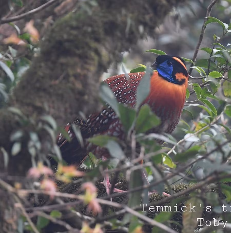 Gà lôi tía (Gà túi) do nhiếp ảnh gia Toby Trung ghi nhận ở Vườn quốc gia Hoàng Liên, độ cao 2700m. Ảnh vườn quốc gia Hoàng Liên