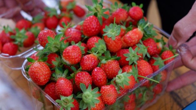 Khách tham quan tự tay thu hái dâu chín mọng tại vườn với giá từ 400.000 - 500.000 đồng/kg. Khách tham quan tự tay thu hái dâu chín mọng tại vườn với giá từ 400.000 - 500.000 đồng/kg.