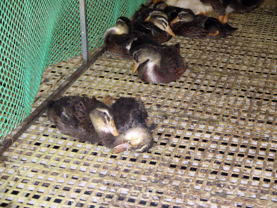 Ổ dịch cúm H5N1 được phát hiện tại đàn gia cầm của bà Thảo. Ảnh: K.C Ổ dịch cúm H5N1 được phát hiện tại đàn gia cầm của bà Thảo. Ảnh: K.C