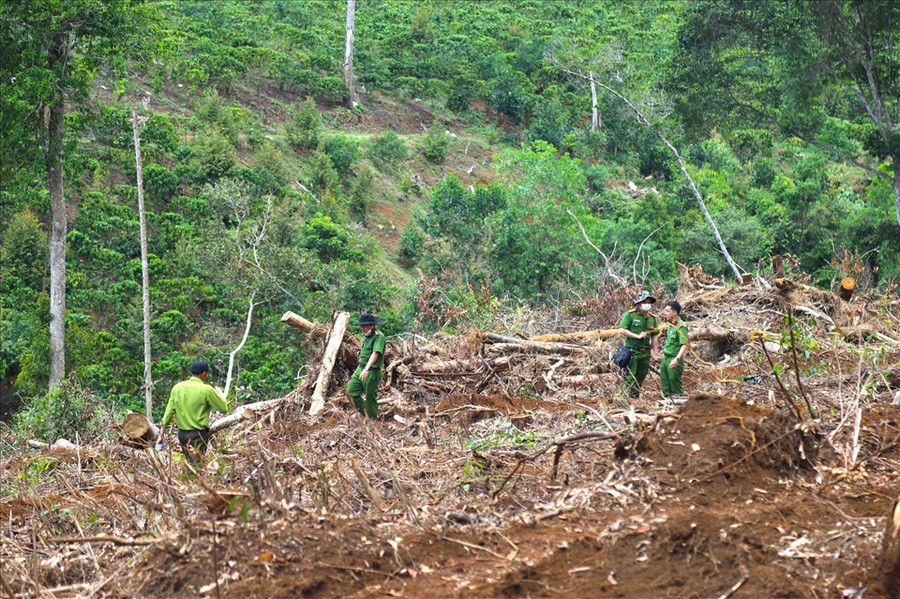  Hiện trường một vụ phá rừng ở huyện Bảo Lâm, tỉnh Lâm Đồng. Ảnh: Khánh Phúc