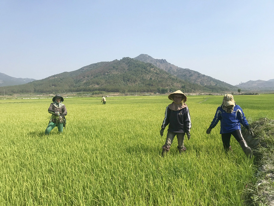 Người dân huyện Chư Păh chăm sóc lúa Đông Xuân 2021-2022. Ảnh: Nguyễn Diệp  Người dân huyện Chư Păh chăm sóc lúa Đông Xuân 2021-2022. Ảnh: Nguyễn Diệp
