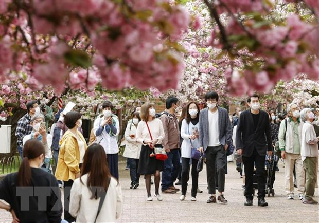 Ngắm hoa anh đào nở rộ tại Osaka, Nhật Bản. Ảnh: Kyodo/TTXVN