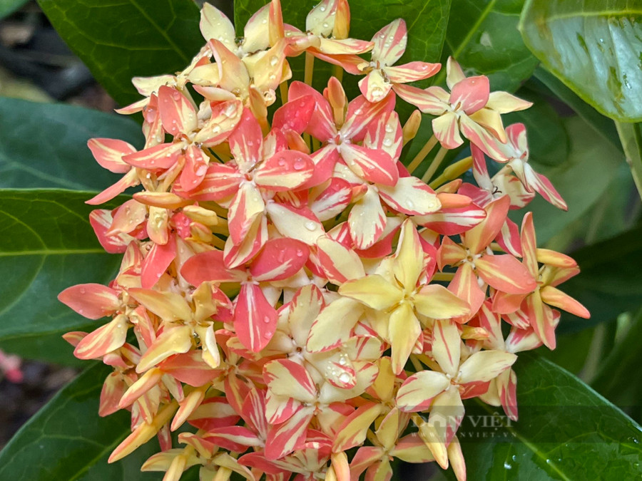 Hai loại bông trang đột biến được nhiều người chơi nhất là dòng bông trang vàng sọc và vàng sọc cánh bầu. Ảnh: T.L