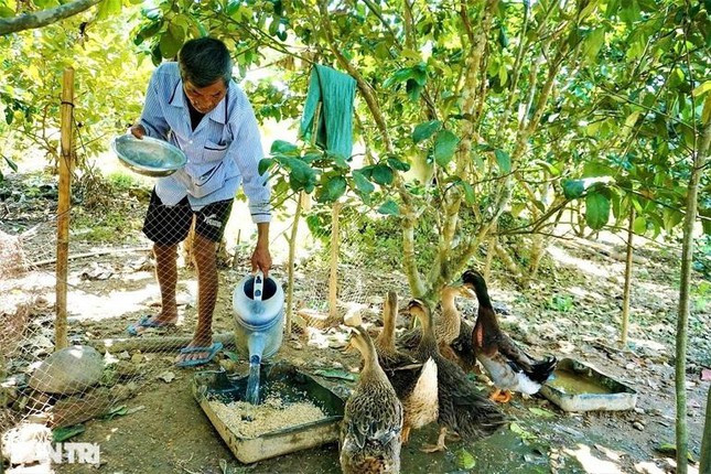 Bây giờ, dù sức khỏe không tốt như trước, nhưng ông Ngọc vẫn miệt mài gắn bó và chăm sóc trang trại của mình.