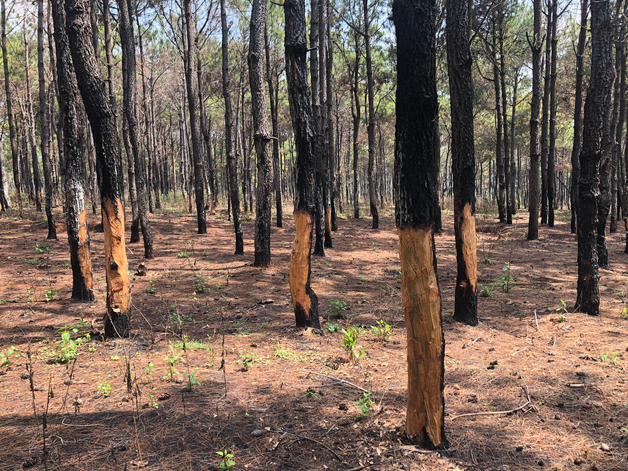 Hàng loạt cây thông bị người dân đẽo lấy ngo. Ảnh: Lê Nam Hàng loạt cây thông bị người dân đẽo lấy ngo. Ảnh: Lê Nam