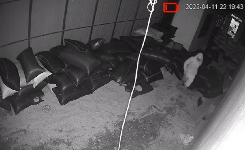 Camera ghi lại cảnh kẻ gian lấy trộm 14 bao tiêu khô. Ảnh: VT Camera ghi lại cảnh kẻ gian lấy trộm 14 bao tiêu khô. Ảnh: VT