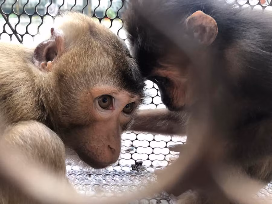 2 cá thể khỉ quý hiếm được chị Hồng bỏ tiền mua từ một người dân. Ảnh: Tân Kỳ