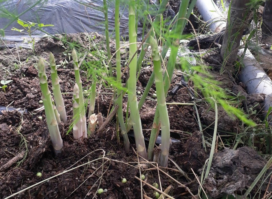 Sản phẩm của anh đạt tiêu chuẩn của VietGap nên đầu ra khá thuận lợi. Ảnh: Duy Tân