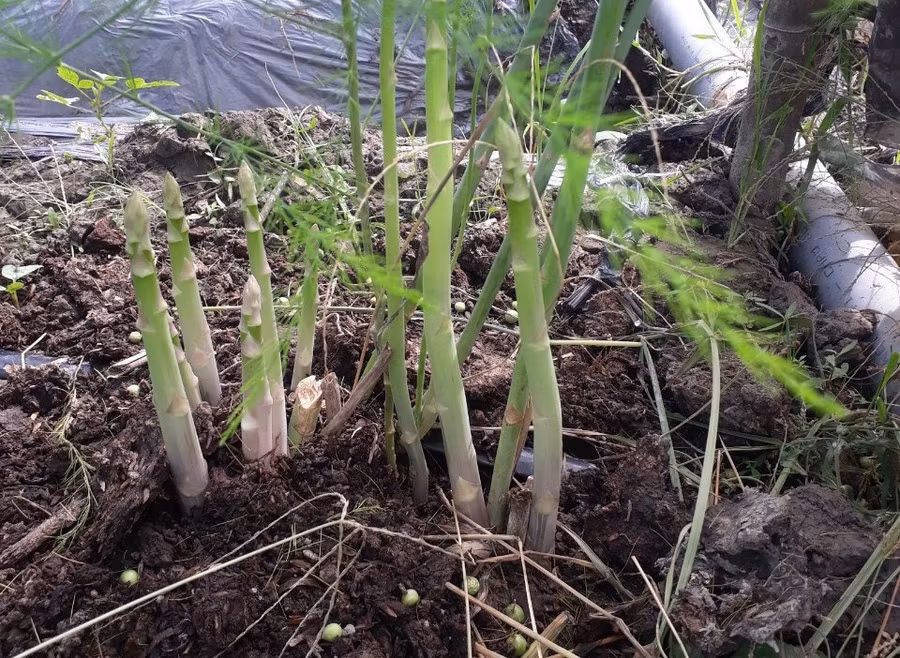 Sản phẩm của anh đạt tiêu chuẩn của VietGap nên đầu ra khá thuận lợi. Ảnh: Duy Tân