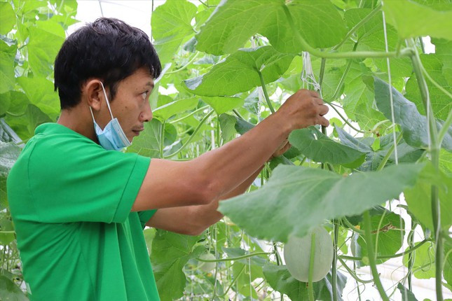 Nguyễn Quang Anh Kiệt chăm sóc lứa dưa lưới sắp vào mùa thu hoạch Nguyễn Quang Anh Kiệt chăm sóc lứa dưa lưới sắp vào mùa thu hoạch