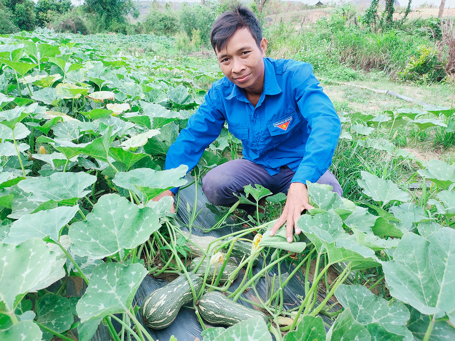  Anh Rmah Mich (làng Hek, xã Chư A Thai, huyện Phú Thiện) khởi nghiệp từ chuối tây và bí đỏ hồ lô. Ảnh: Phan Lài