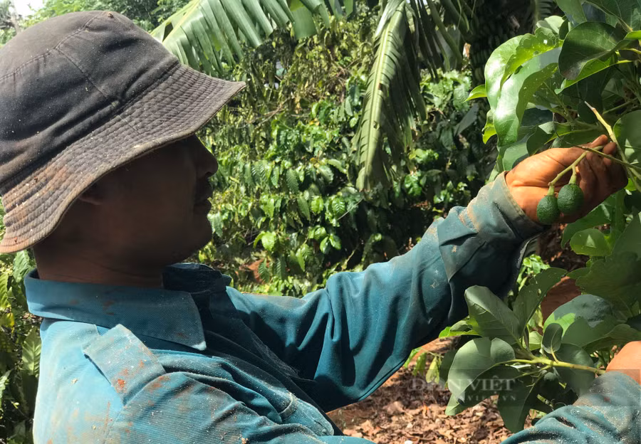 Những trái bơ hiếm hoi còn sót lại tại vườn bơ của anh Lê Thanh Sang. Ảnh: Duy Hậu.