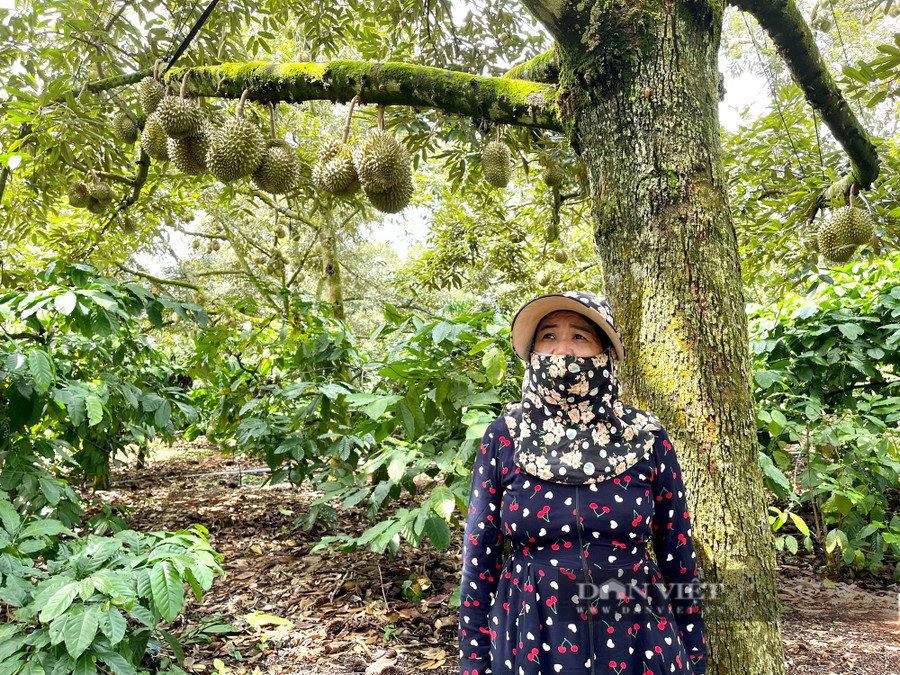 Theo Công ty Chánh Thu, việc trồng mẫu 